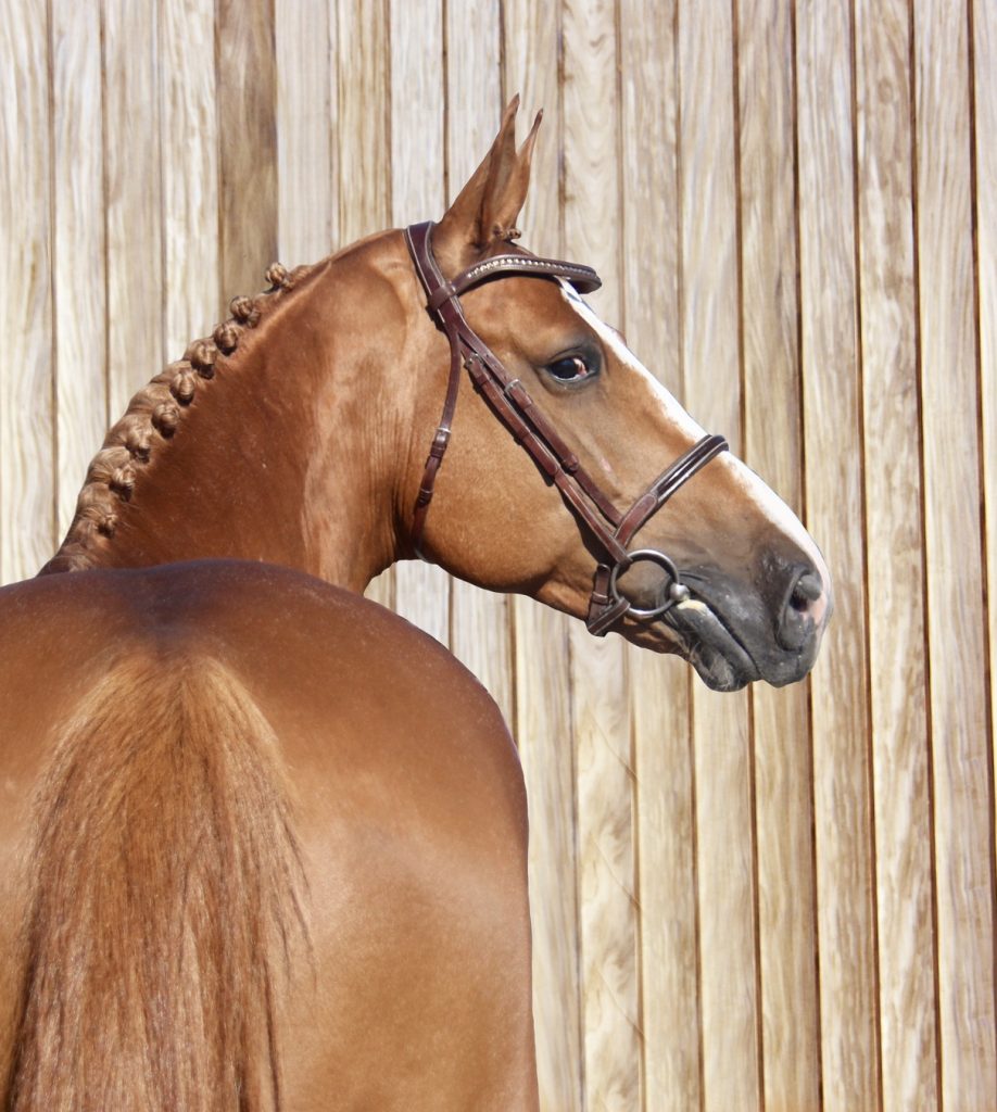 BALOUTO VAN PAEMEL Z