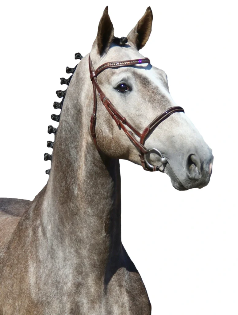 Cuba Libre van Paemel Z