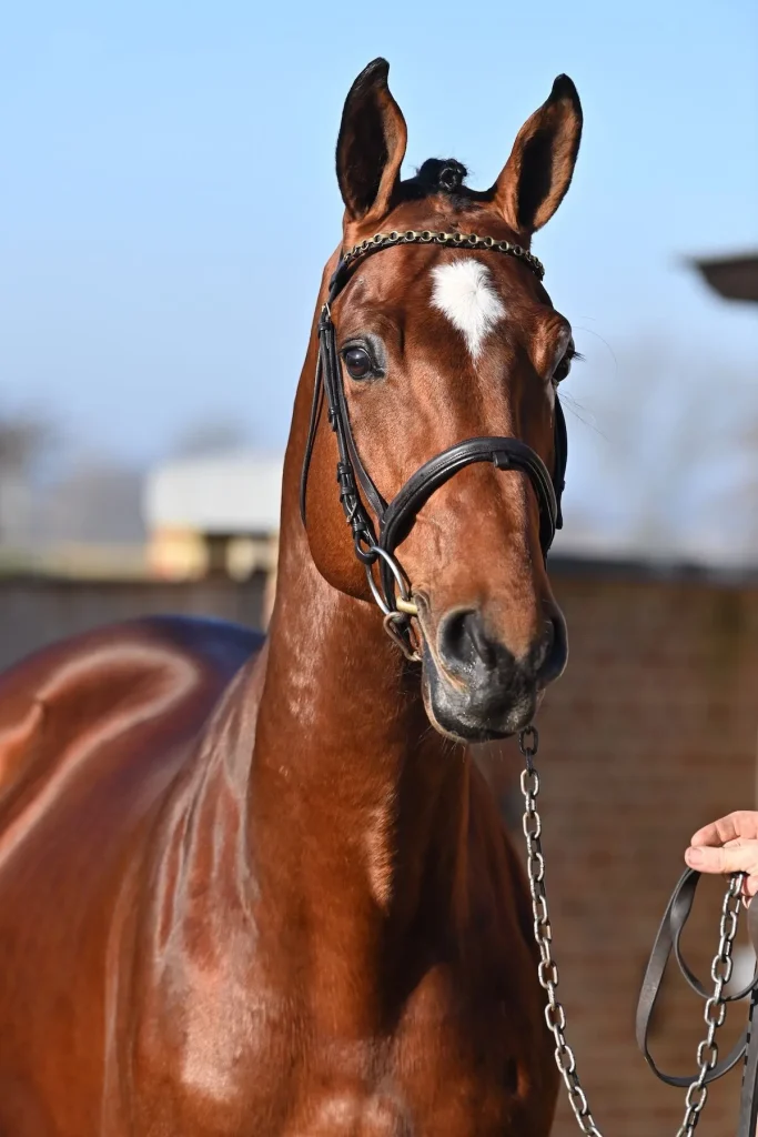 Don’t Touch Tiji Hero