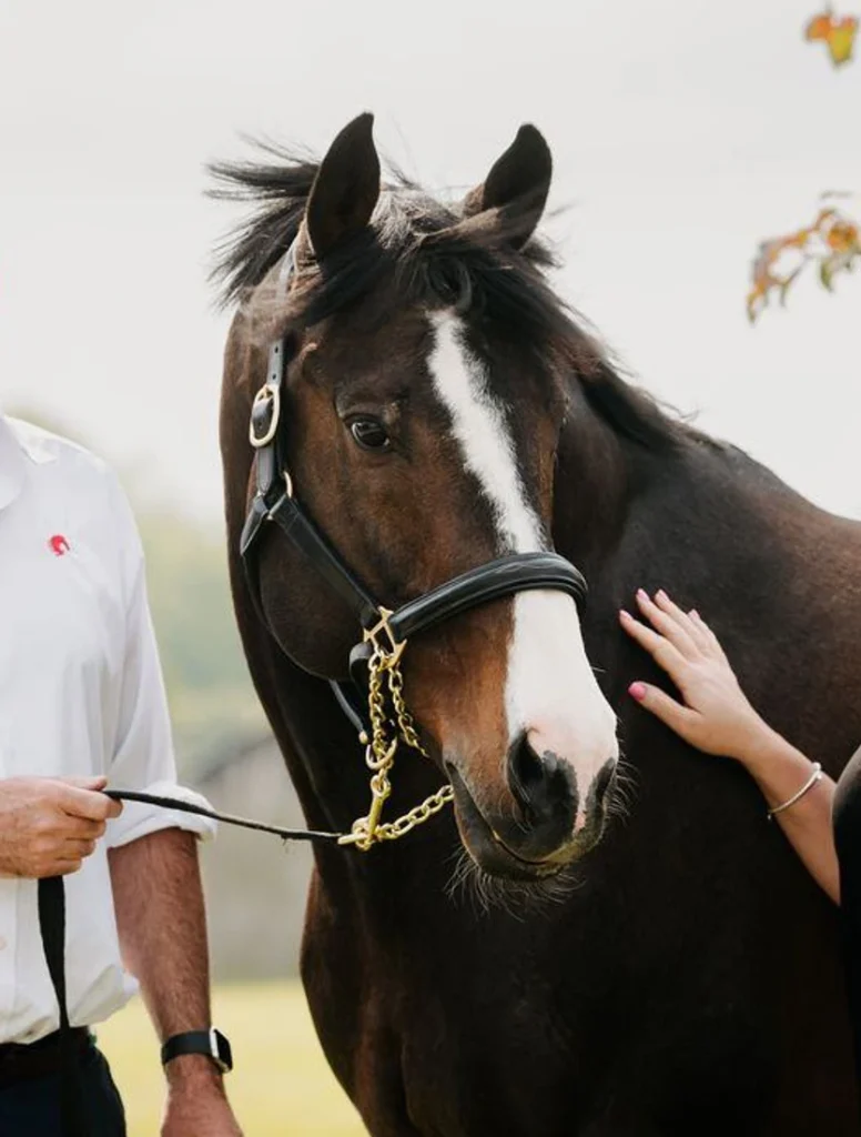 Je T’Aime Flamenco