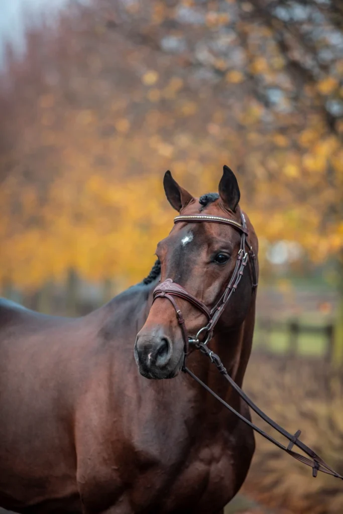 URICAS VAN DE KATTEVENNEN