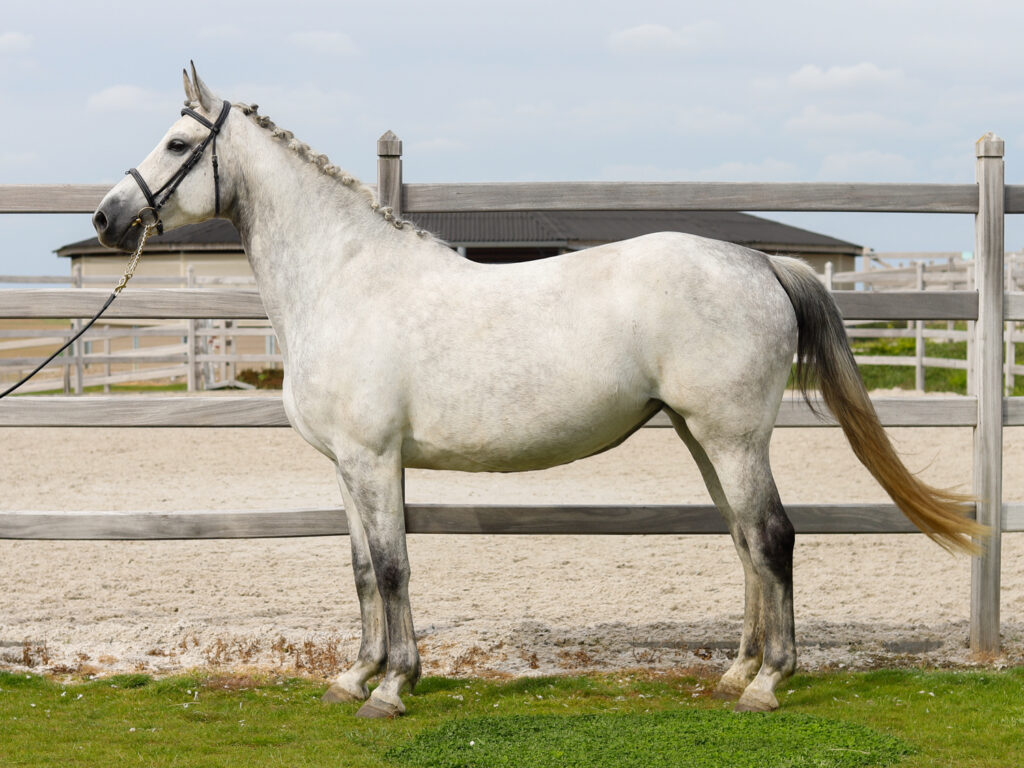 Cordiana Hero Z x Chacco Blue