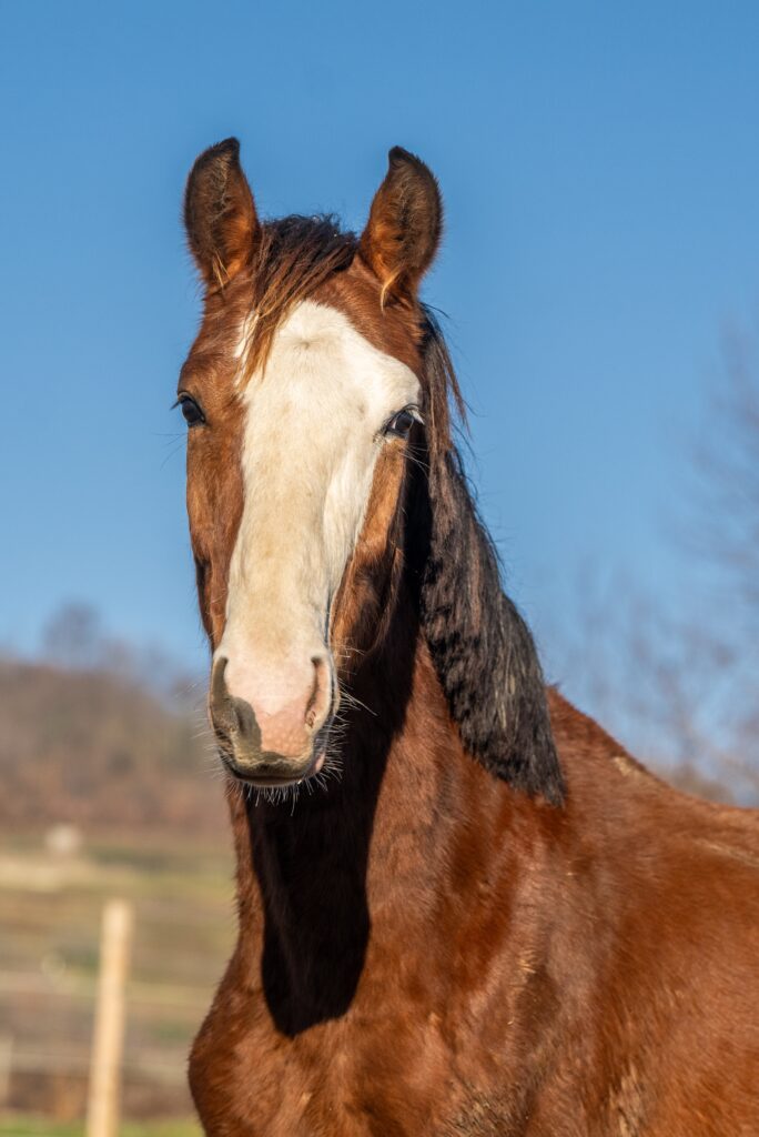 Ritratto di Ca’ San Giorgio