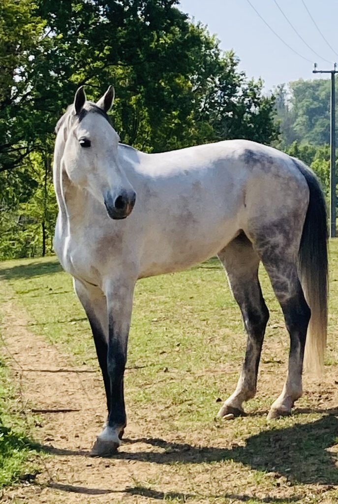 Givenchy x Baloubet du Rouet