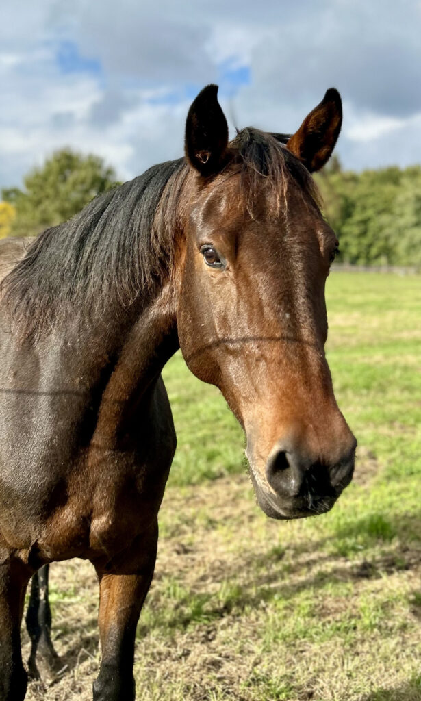 Alesia x Carrera VDL