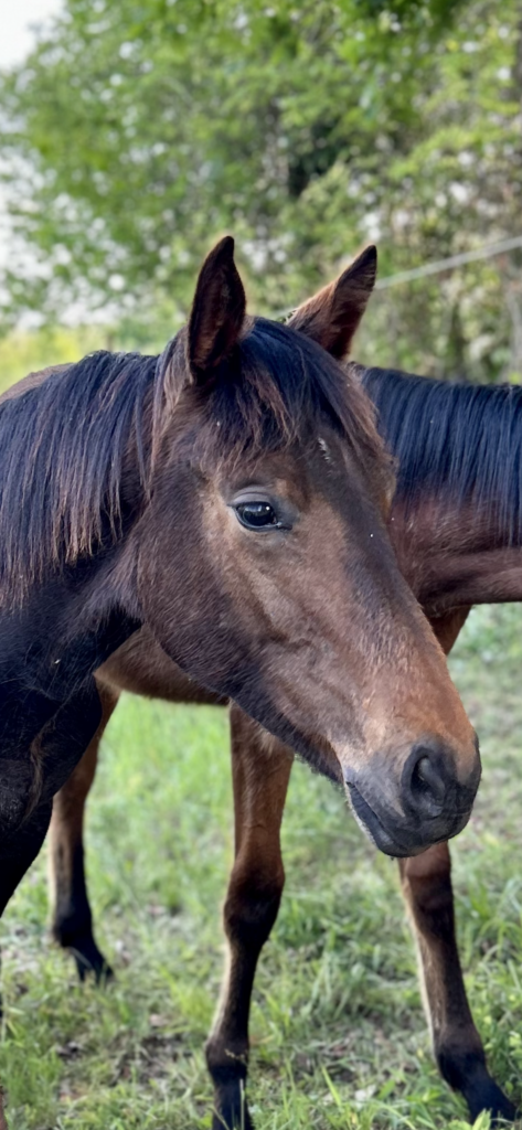 Quien Sabe di Ca’ San Giorgio